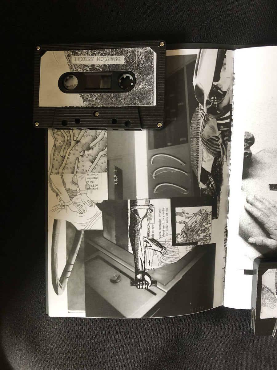 Luxury Mollusc / Feral Torch Split (Hibernian Leather) Cs