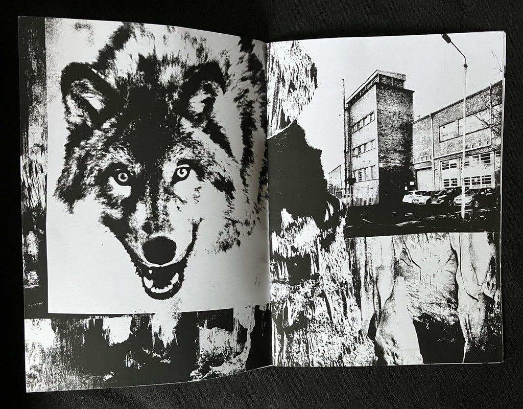 Feral Torch - Fertile Deep Wolf (Hibernian Leather) Cs