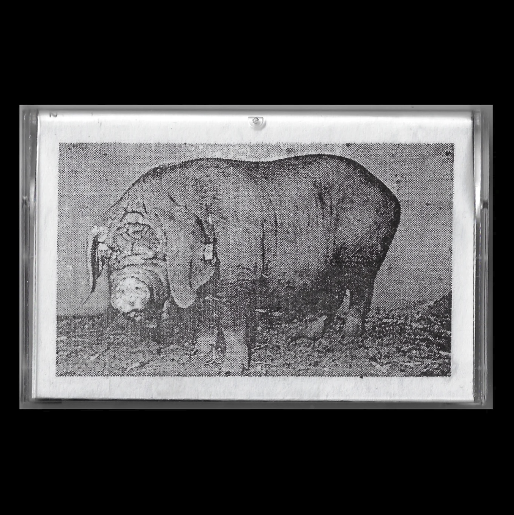 V/A - Lapse From Virtue (Sound Of Pig) Cs